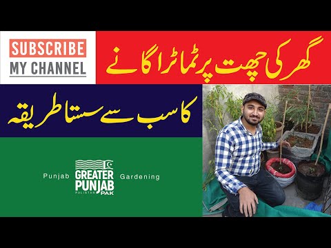 گھر کی چھت پر ٹماٹر اگانے کا سب سے سستا طریقہ | Greater Punjab Pak