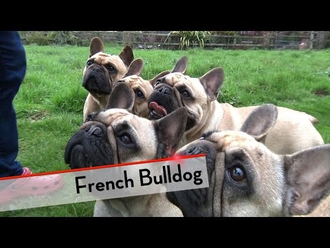 Video: Francoski buldog in najboljši pasji pasem iz Francije