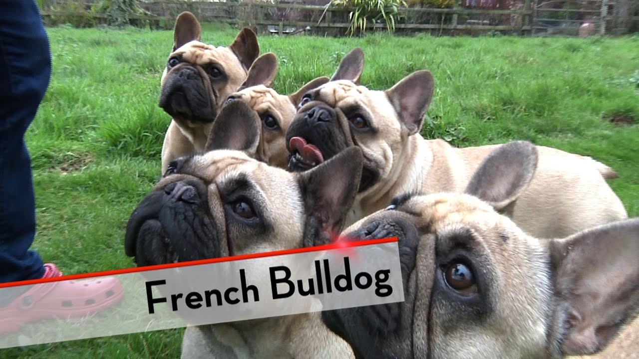 are pugs and french bulldogs similar