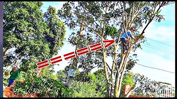 Anh Thợ Cắt Hạ Cây Xoài Dưới Dây Điện Sát Tường Rào Kỹ Thuật Cao | Tập 370