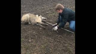 Playing tug of war with a wild timberwolf in Northern MN (Full Video!)