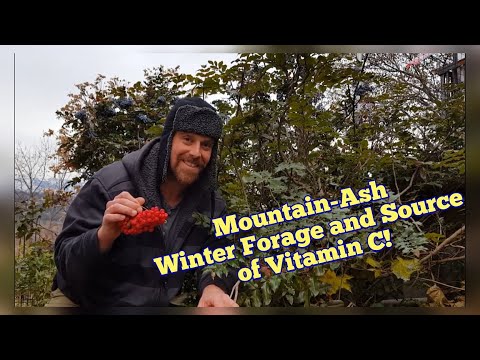 Video: The Benefits Of Mountain Ash And Harvesting Fruits