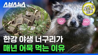 [N년 전 4월 18일] 근데 그게 사실 어묵 맛 나는 백신일 때 너구리의 심경을 서술하시오 / 스브스뉴스