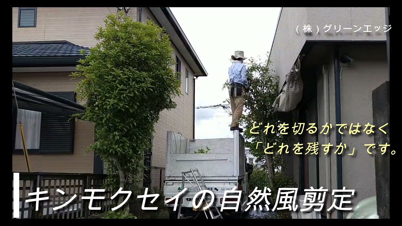 キンモクセイの剪定 自然風 Youtube