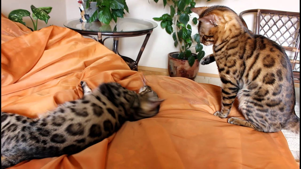 бенгальская кошка играет