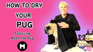 How to dry your pug