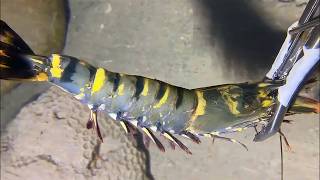 Live Stream🟢–This Crab King is TOO BIG - Can't Even Lift！ #diving #fishing #seafood #shorts