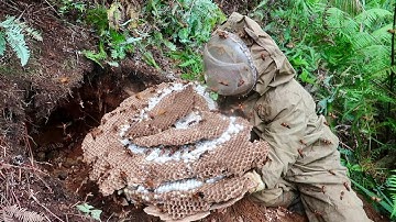 Bắt Tổ Ong Đất Vàng Khủng Trên Cao Nguyên Đông Bắc Và Kết Thúc Bất Ngờ