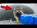 Saved a frozen Pallas's Cat... Thought it was a pet, but she had KITTENS! The ending broke my HEART
