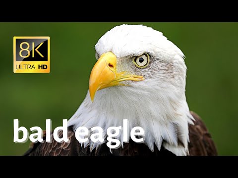 Impressive Close-ups of Bald eagle in wilderness