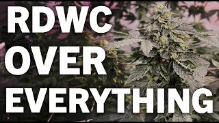 Why Rdwc Is The Best Way To Grow Weed
