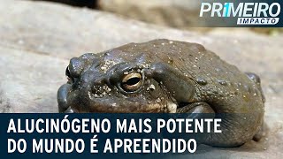 Polícia apreende “droga do sapo”, alucinógeno mais potente do mundo | Primeiro Impacto (04/04/23) screenshot 4