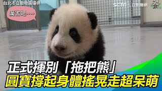 圓寶會走路了!正式揮別「拖把熊」…撐起身體搖晃走超呆萌|三立新聞網SETN.com
