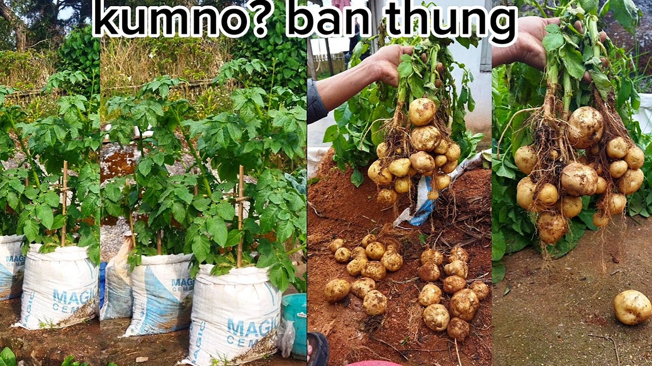kumno? ban thung phan tlang