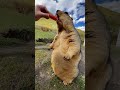 Soft fur, wild heart 💛 #Woodchuck #Cute #Nature