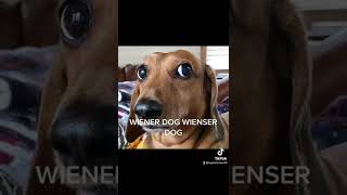 Wiener dog