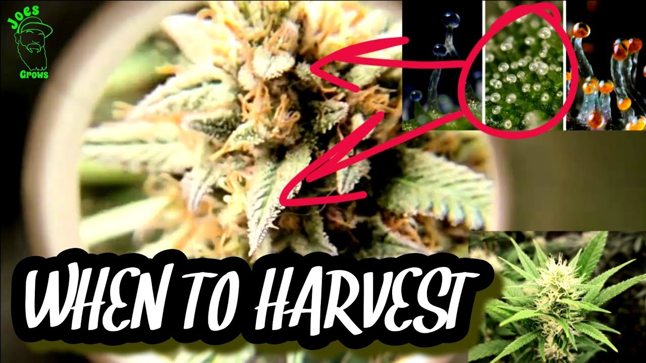 Trichome Checking: When To Harvest Cannabis