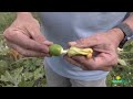 Growing, Eating and Educating with NanBop Farm: A visit to the pumpkin patch