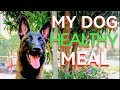 Healthy Meal For My Dam ( Belgian Malinois ) | Basic Obedience Command