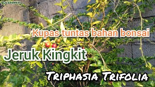 Jeruk Kingkit Triphasia Trifolia Karakter Bonsai Berbuah