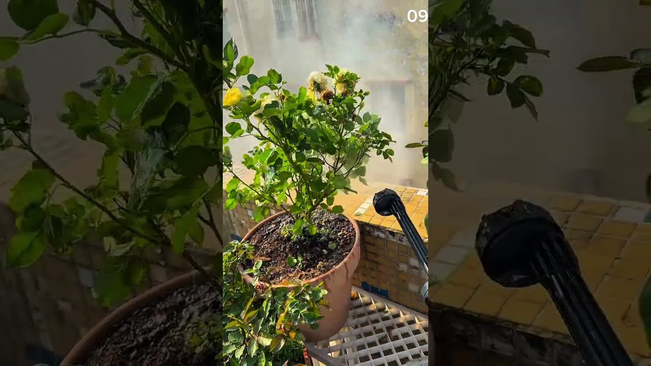 The process of spraying water to water plants