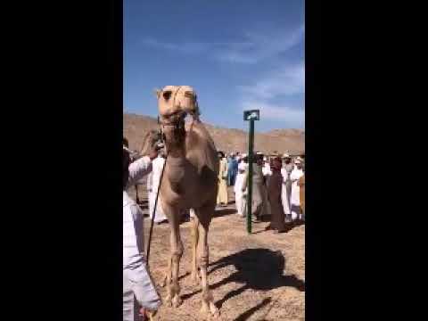 مرعب الخليج ل الشيخ خالد بن سلطان الجابري الدرعي