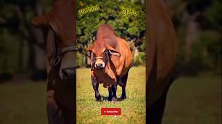 bail 🐃🐃 qurbani#Eid Mubarak#foryou#quotes#beautiful#shorts#ytshorts#quran#Mandi#foryou#naat#shorts