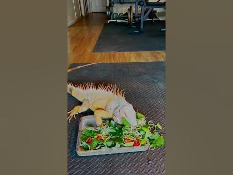 Iguana Eating A Salad - Rocket The Iguana - YouTube