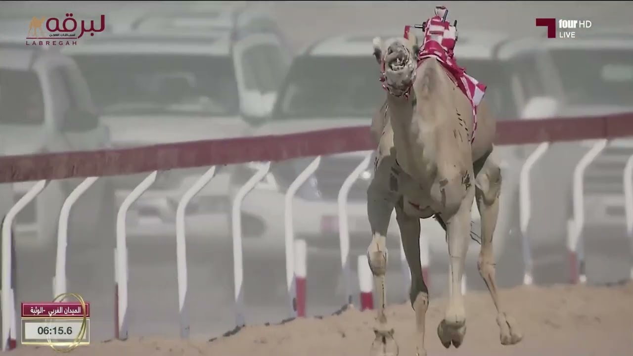 ش8 منحاف لـ محمد سلطان مطر مرخان الكتبي (ختامي الوثبة 26-4-2024م) السيف الذهبي للحيل مفتوح 12:04:0