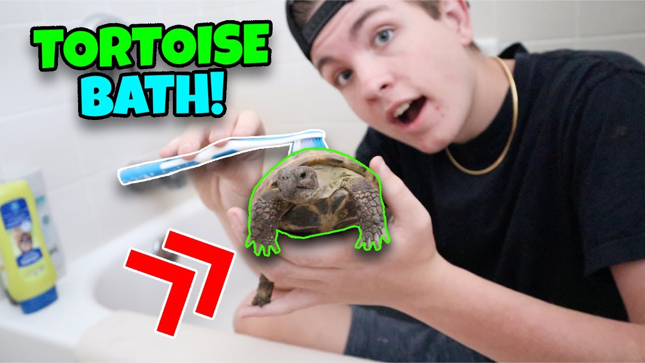 russian tortoise kit