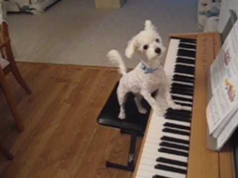 Amazing animal trick. Dog singing and playing the piano.