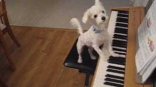 Amazing animal trick. Dog singing and playing the piano.