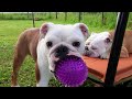 ボール遊びをしたい子犬と寝たい兄犬の攻防戦が爆笑WWW!