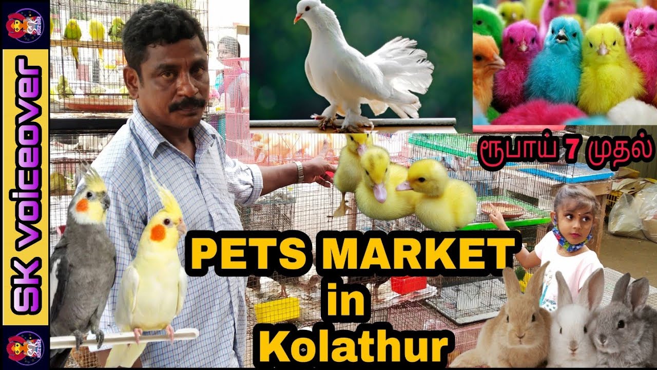 kolathur pet shop
