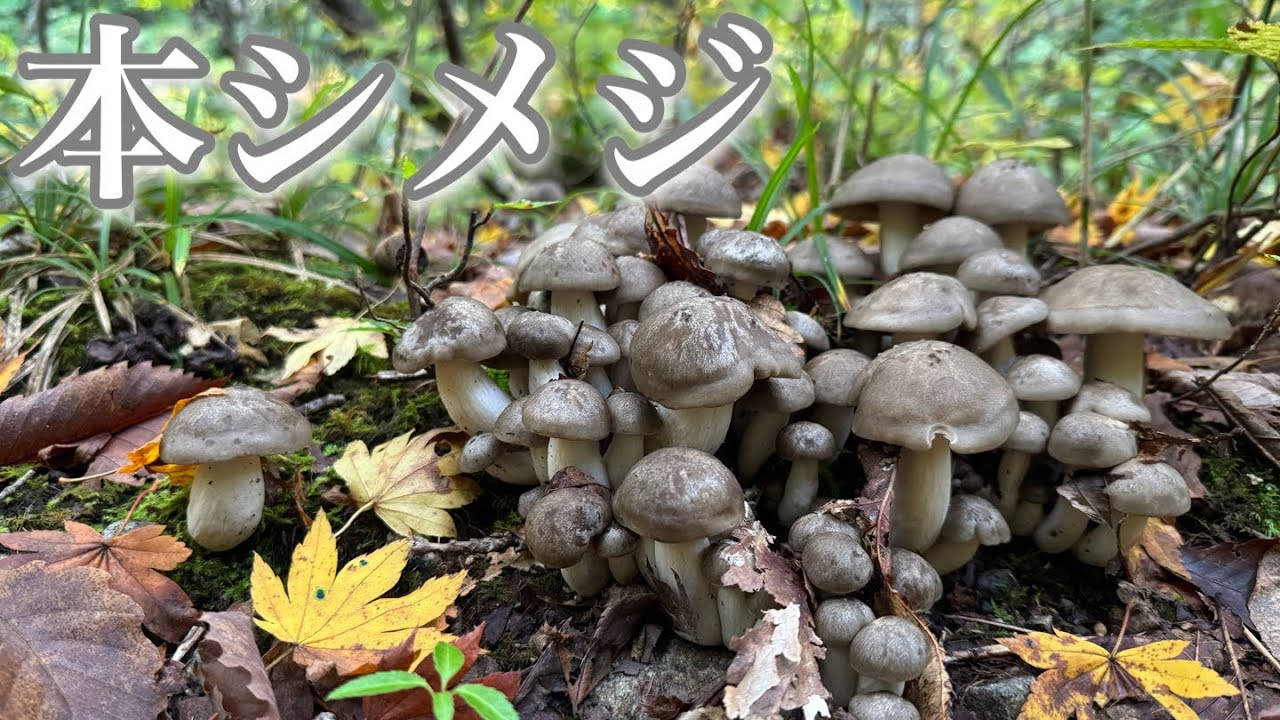 超高級キノコ採取へ