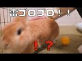 気持ち良く寝てたのに突然の雷にビビりだすウサギがこちらです【No.318】