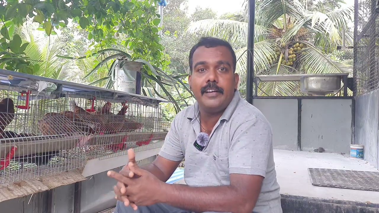 BV380 കോഴി നഷ്ടം ആണോ ,  BV380 എങ്ങനെ വളര്‍ത്തണം , BV380 KOZHI , മുട്ട