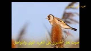 femal goldfinch song for the goldfinch 2017صوت يحفز الحسون على التغريد المتواصل ساعة ونصف