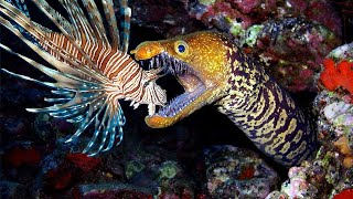 You Should Watch This Video - Moray Eel, Octopus, Baby Shark Predatory Extreme Dramatic And Scary