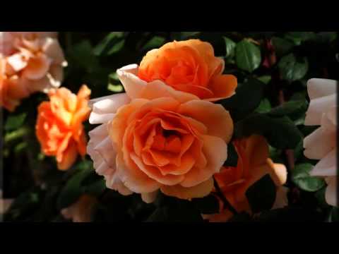 Лучшие русские минусовки и видео онлайн