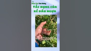 Vì Sao Ké Đầu Ngựa Lại Trị Được Viêm Xoang | Dược Liệu Tâm Đường #shorts