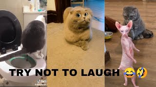 funny cat videos||try not to laugh 😂😂
