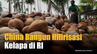 Perusahaan China Bangun Pabrik Hilirisasi Kelapa di Indonesia Senilai Rp 1,6 Triliun