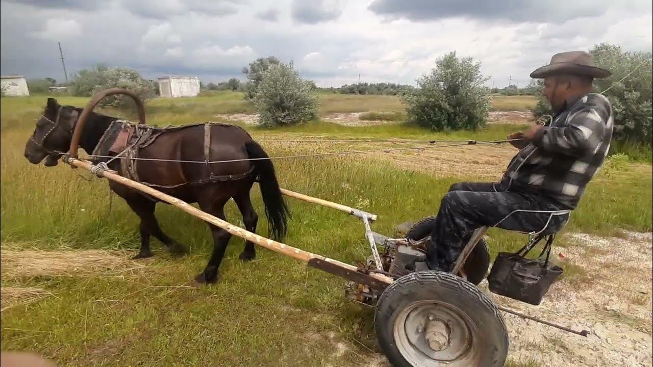 Пробный выезд. Конная травокосилка кт1. Косилка Конная Гомсельмаш. Конная косилка с лошадью. Конная косилка для одного коня.