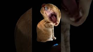 angry cat part 2