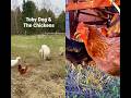Guard Dog Eats with the Chickens #shorts #raisingchickens #guarddog #backyardchickens #dogs