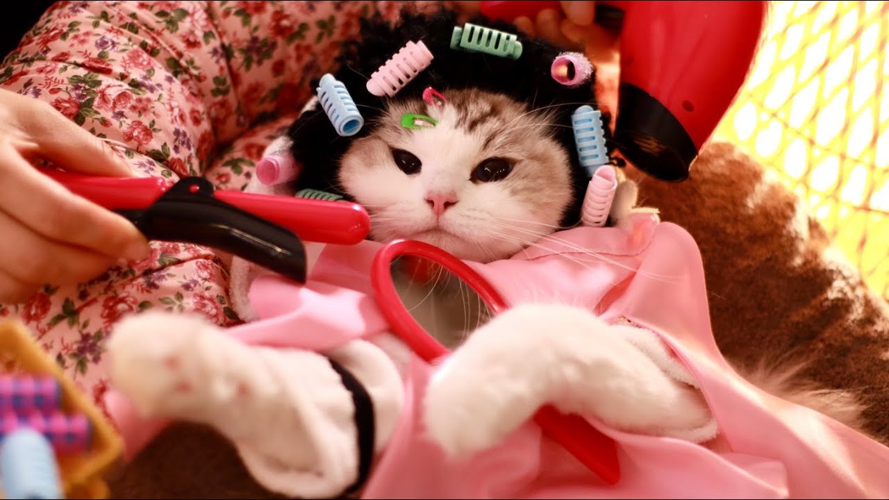 Новая прическа и гуа-ша от лучшего роскошного спа-салона | Спа для кошек ASMR