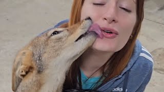 Anubis The African Jackal Howls In Excitement When He Sees His Mom!