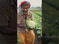  gobhi ki kheti #Cauliflower kisan #vegetables sabji #farming #marketing #ai #shorts #viral #video