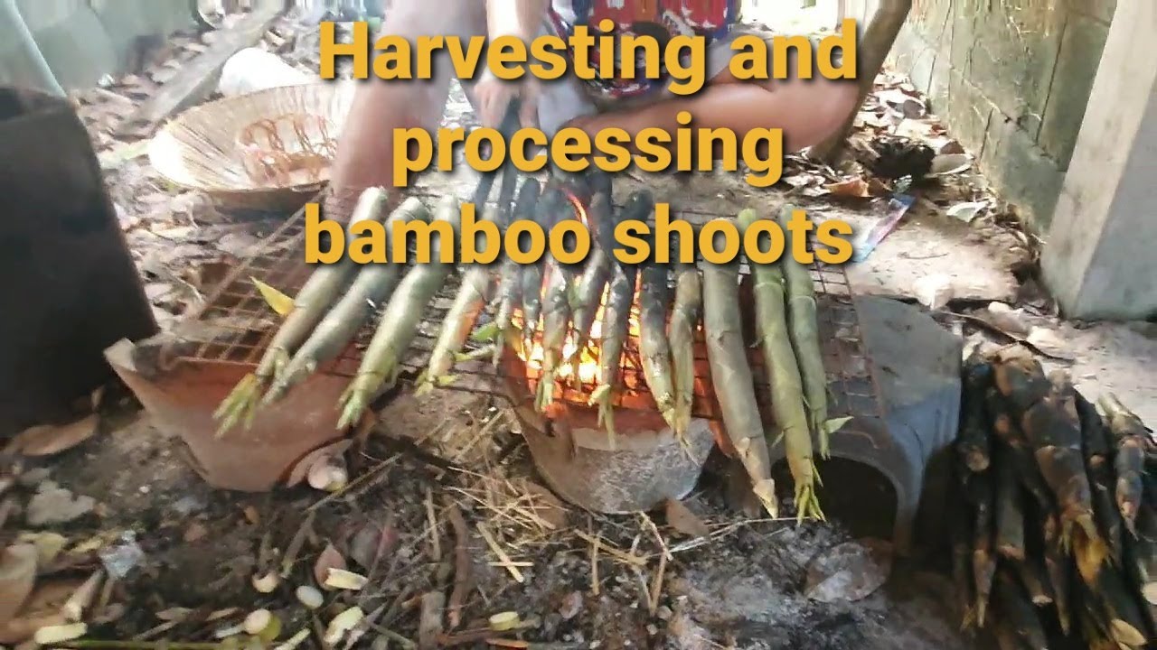 Harvesting & processing bamboo shoots YouTube